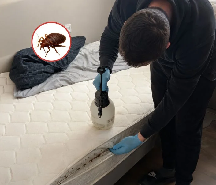 Technicien traitant un matelas contre les punaises de lit à Doue